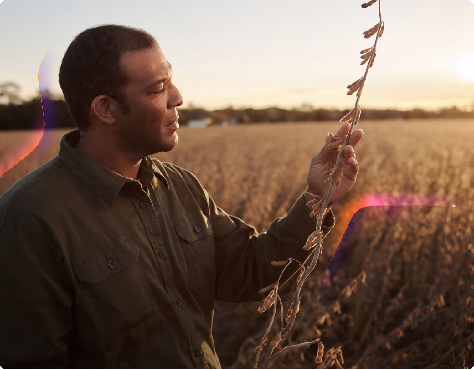 Man in green shirt examining a soybean plant in a field at sunset.